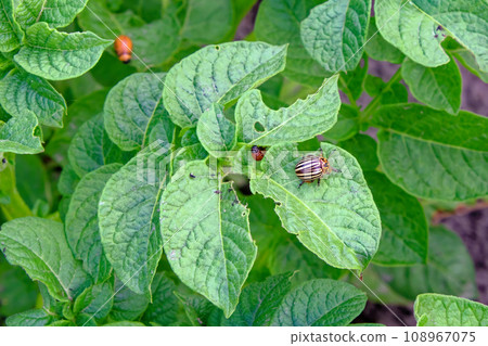 A close-up of a striped beetle on a potato plant. Colorado potato beetle on a potato bush. Insect pest. 108967075