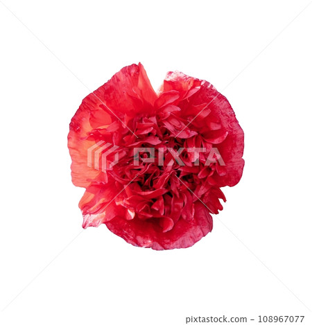 A red flower with many petals, isolated on a white background. 108967077