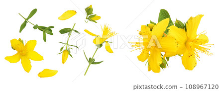 saint john's wort or Hypericum flowers isolated on white background. Top view. Flat lay saint john's wort or Hypericum flowers isolated on white background. Top view. Flat lay 108967120