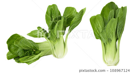 Fresh pak choi cabbage isolated on white background with full depth of field Fresh pak choi cabbage isolated on white background with full depth of field 108967124