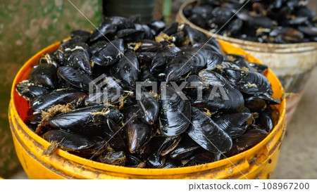 Closeup shot of raw mussels in shells in plastic buckets on fish market at sea port 108967200