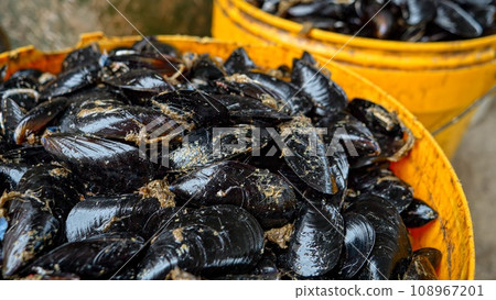 Closeup of fresh raw mussels lying in a big bucket on sea fish market 108967201