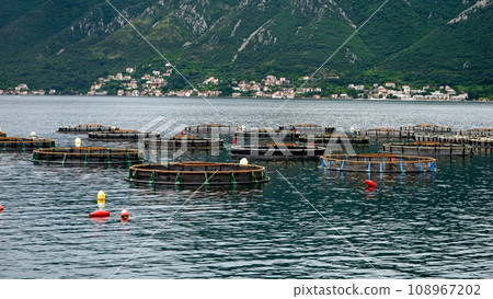 Floating round fish or mussel farms at sea bay. Seafood business and farming 108967202