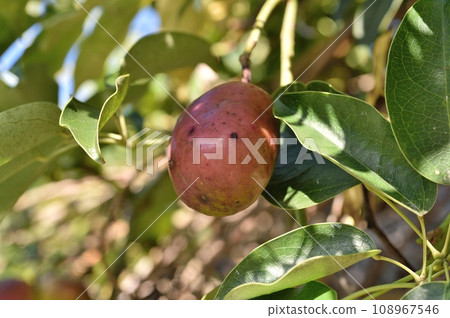 Mubane nuts Mubane nuts 108967546