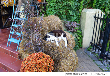 Zelenogradsk, Kaliningrad region, cute cat sleeping next to a decorated store, decorations for the autumn holiday 108967678