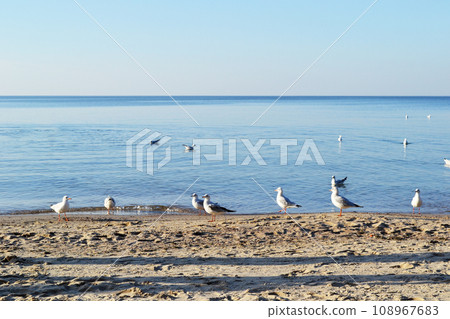 Zelenogradsk, Kaliningrad region, breakwater in the Baltic Sea, a flock of white gulls on the shore Zelenogradsk, Kaliningrad region, breakwater in the Baltic Sea, a flock of white gulls on the shore 108967683