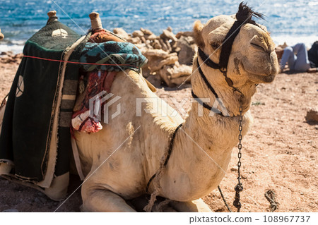 A caravan of camels rests in the desert against the backdrop of the red sea and high mountains. A caravan of camels rests in the desert against the backdrop of the red sea and high mountains. 108967737