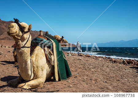 A caravan of camels rests in the desert against the backdrop of the red sea and high mountains. A caravan of camels rests in the desert against the backdrop of the red sea and high mountains. 108967738