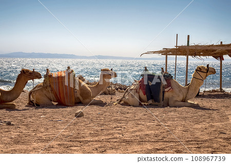 A caravan of camels rests in the desert against the backdrop of the red sea and high mountains. 108967739