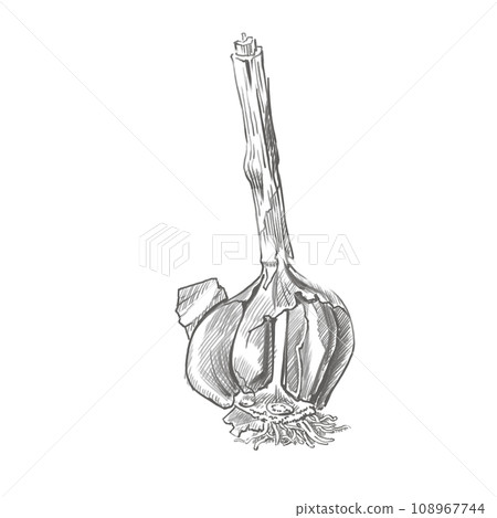 Garlic graphic drawing. Monochrome drawing of garlic. Botanical illustration, pencil sketch. Vector for printing on packaging, dishes, display cases and other printing. Grayscale, detailed image. Garlic graphic drawing. Monochrome drawing of garlic. Botanical illustration, pencil sketch. Vector for printing on packaging, dishes, display cases and other printing. Grayscale, detailed image. 108967744