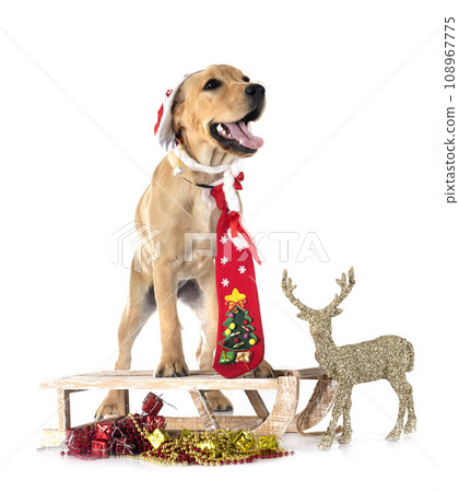 puppy labrado retriever puppy labrado retriever 108967775