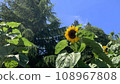 夏天的大向日葵 108967808