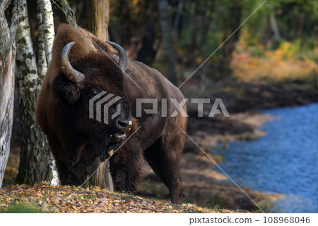 Wild adult Bison in the autumn forest. Wildlife scene from spring nature 108968046