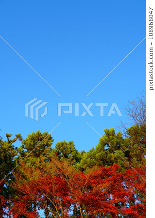 Autumn leaves and sky Autumn leaves and sky 108968047