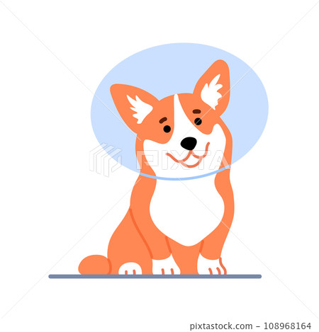 Cute little welsh corgi wearing protective cone isolated on white background. Beautiful purebred dog in veterinary Elizabethan collar design Happy smiling puppy Flat line character vector illustration 108968164