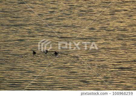 河面和水禽反映冬天早晨的天空，長焦，220109am 108968259