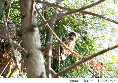 [野鳥] 年輕的藍貓頭鷹在樹枝上休息 108968297