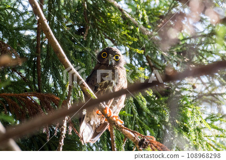 [Wild Birds] Young blue owl resting on a tree branch 108968298