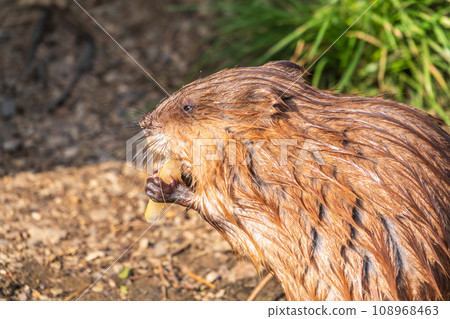 Wild animal Muskrat, Ondatra zibethicuseats, eats on the river bank 108968463