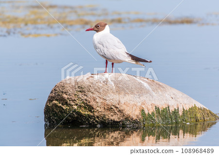Black-headed gull, lat. Chroicocephalus ridibundus, sits on the river shore 108968489