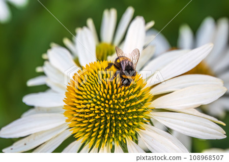 A closeup shot of a bee collecting pollen on a white echinacea flower A closeup shot of a bee collecting pollen on a white echinacea flower 108968507