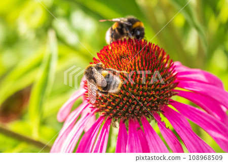A closeup shot of a bee collecting pollen on a purple echinacea flower 108968509
