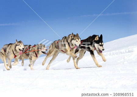 dog sledding on the snow dog sledding on the snow 108968551