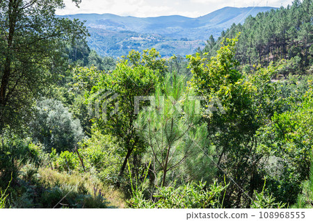 Landscapes of Peneda Geres National Park, North Portugal, view of the mountains, trees, selective focus Landscapes of Peneda Geres National Park, North Portugal, view of the mountains, trees, selective focus 108968555