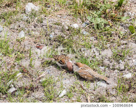 [野鳥]白川鄉村裡玩耍的小麻雀 108968684