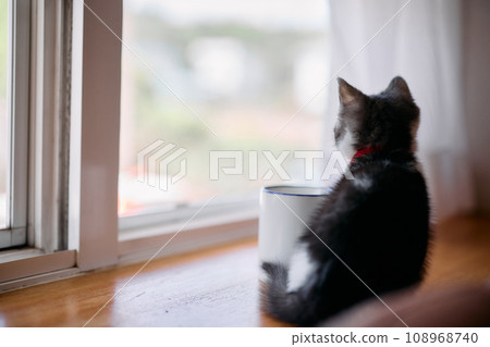 The back of the kitty The back of the kitty 108968740