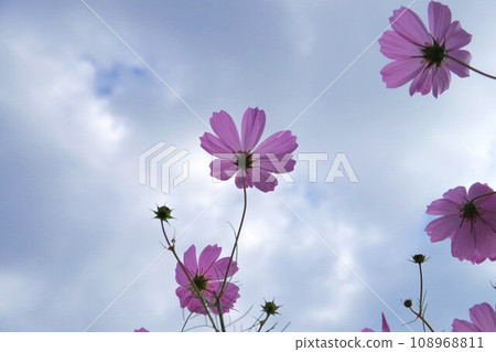 Cosmos blooming toward the sky Cosmos blooming toward the sky 108968811