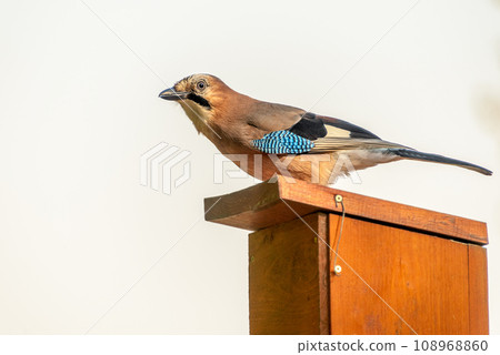 The Eurasian jay, Garrulus glandarius, is a species of passerine bird in the crow family Corvidae. The Eurasian jay, Garrulus glandarius, is a species of passerine bird in the crow family Corvidae. 108968860