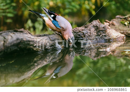 The Eurasian jay, Garrulus glandarius, is a species of passerine bird in the crow family Corvidae. The Eurasian jay, Garrulus glandarius, is a species of passerine bird in the crow family Corvidae. 108968861