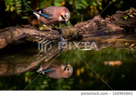 The Eurasian jay, Garrulus glandarius, is a species of passerine bird in the crow family Corvidae. 108968865