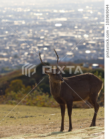 Deer standing on Mt. Wakakusa with Nara city in the background Deer standing on Mt. Wakakusa with Nara city in the background 108969044