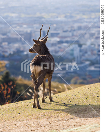 Deer standing on Mt. Wakakusa with Nara city in the background Deer standing on Mt. Wakakusa with Nara city in the background 108969045
