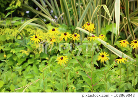 Rudbeck flowers 108969048