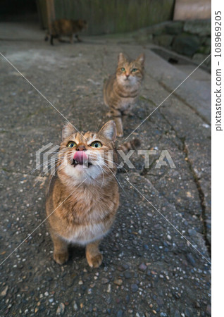 A cute cat looking up at the sky and sticking out its tongue A cute cat looking up at the sky and sticking out its tongue 108969205