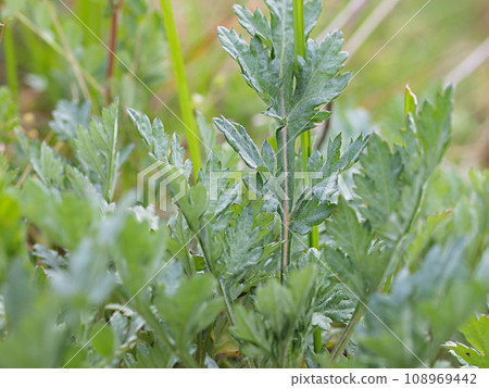 Ecological photo of young mugwort leaves Ecological photo of young mugwort leaves 108969442