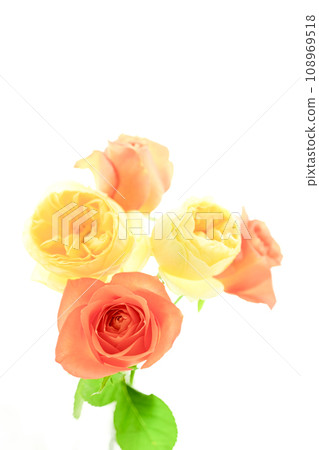 bright orange and yellow roses bright orange and yellow roses 108969518
