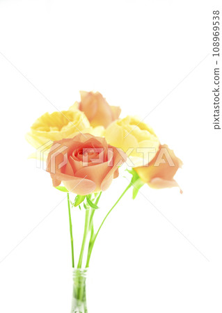 bright orange and yellow roses 108969538