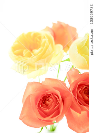 bright orange and yellow rose flowers bright orange and yellow rose flowers 108969788