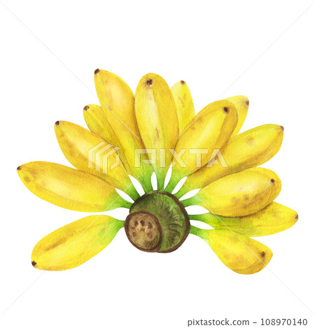 Bunch of yellow ripe bananas. Botanical fruit clipart. Tropical food. Hand drawn watercolor illustration isolated on white background. Design element for postcard, poster, fabric 108970140
