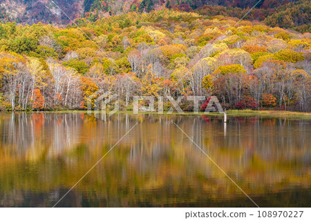 Reflective autumn leaves Reflective autumn leaves 108970227