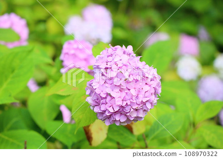 繡球花謝謝 108970322