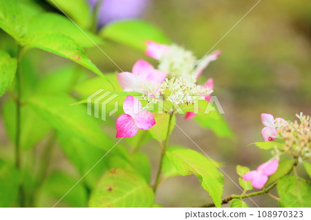 繡球花 繡球花 繡球花 108970323