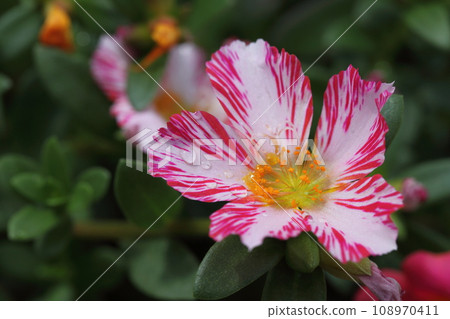 馬齒莧花和雨滴 108970411