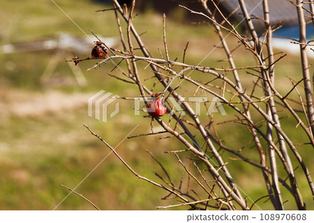 Persimmon fruits that were forgotten to be harvested and rotted Persimmon fruits that were forgotten to be harvested and rotted 108970608