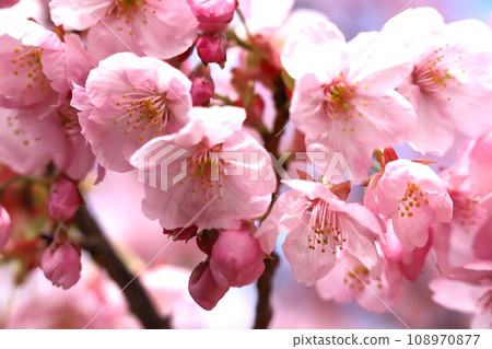 絢麗的陽光櫻花 絢麗的陽光櫻花 108970877