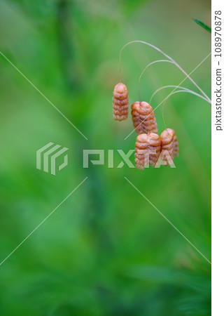 Madder beetle Madder beetle 108970878